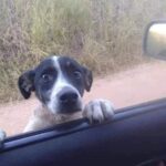 Gli occhi del cagnolino lo convincono a fermarsi: dopo il soccorso arrivano i giorni insieme