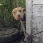 Il cane lo aspetta ogni giorno al lavoro, poi arriva la promessa: «Andiamo a casa insieme»