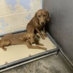 Cani denutriti gettati oltre la recinzione di un rifugio già pieno: l’appello da Forrest City