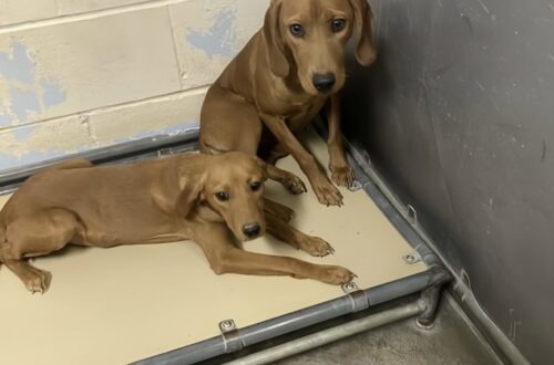 Cani denutriti sarebbero stati gettati oltre la recinzione di un rifugio già pieno: l’appello da Forrest City La segnalazione arriva dall’Arkansas: la struttura non avrebbe risorse sufficienti per accoglierli e viene chiesto aiuto per evitare il rischio di soppressione. Sarebbero stati lanciati oltre la recinzione di un rifugio rurale a Forrest City, in Arkansas, insieme ad altri dieci cani. È quanto denuncia un appello che descrive gli animali come denutriti e chiede aiuto per trovare loro una sistemazione. Il loro arrivo avrebbe aggravato una situazione già difficile. Secondo la segnalazione, il rifugio era sovraffollato e non avrebbe le risorse necessarie per occuparsi dei nuovi arrivati. Per questi cani, dunque, trovarsi all’interno della struttura non significherebbe avere già un’accoglienza garantita: l’appello riferisce un rischio di soppressione se non dovesse arrivare un aiuto urgente. Chi cerca sostegno per loro li descrive come dolci, nonostante le condizioni in cui sarebbero stati lasciati. La richiesta è rivolta anche alle associazioni di salvataggio, nella speranza che possano intervenire e contribuire a trovare una sistemazione adeguata. La ricerca di una casa si intreccia così con la difficoltà immediata del rifugio: accogliere altri animali quando gli spazi e i mezzi sono già insufficienti. È per questo che l’appello chiede di far circolare la segnalazione e contattare le associazioni, cercando per i cani un’alternativa alla permanenza nella struttura sovraffollata.