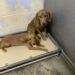 Cani denutriti sarebbero stati gettati oltre la recinzione di un rifugio già pieno: l’appello da Forrest City La segnalazione arriva dall’Arkansas: la struttura non avrebbe risorse sufficienti per accoglierli e viene chiesto aiuto per evitare il rischio di soppressione. Sarebbero stati lanciati oltre la recinzione di un rifugio rurale a Forrest City, in Arkansas, insieme ad altri dieci cani. È quanto denuncia un appello che descrive gli animali come denutriti e chiede aiuto per trovare loro una sistemazione. Il loro arrivo avrebbe aggravato una situazione già difficile. Secondo la segnalazione, il rifugio era sovraffollato e non avrebbe le risorse necessarie per occuparsi dei nuovi arrivati. Per questi cani, dunque, trovarsi all’interno della struttura non significherebbe avere già un’accoglienza garantita: l’appello riferisce un rischio di soppressione se non dovesse arrivare un aiuto urgente. Chi cerca sostegno per loro li descrive come dolci, nonostante le condizioni in cui sarebbero stati lasciati. La richiesta è rivolta anche alle associazioni di salvataggio, nella speranza che possano intervenire e contribuire a trovare una sistemazione adeguata. La ricerca di una casa si intreccia così con la difficoltà immediata del rifugio: accogliere altri animali quando gli spazi e i mezzi sono già insufficienti. È per questo che l’appello chiede di far circolare la segnalazione e contattare le associazioni, cercando per i cani un’alternativa alla permanenza nella struttura sovraffollata.
