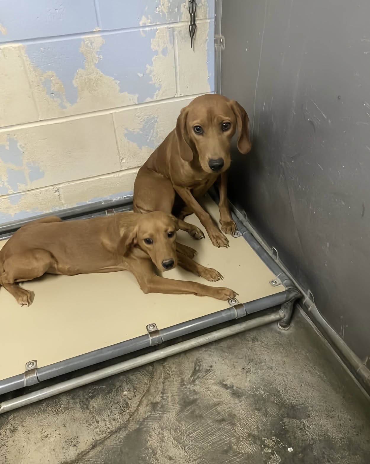 Cani denutriti sarebbero stati gettati oltre la recinzione di un rifugio già pieno: l’appello da Forrest City La segnalazione arriva dall’Arkansas: la struttura non avrebbe risorse sufficienti per accoglierli e viene chiesto aiuto per evitare il rischio di soppressione. Sarebbero stati lanciati oltre la recinzione di un rifugio rurale a Forrest City, in Arkansas, insieme ad altri dieci cani. È quanto denuncia un appello che descrive gli animali come denutriti e chiede aiuto per trovare loro una sistemazione. Il loro arrivo avrebbe aggravato una situazione già difficile. Secondo la segnalazione, il rifugio era sovraffollato e non avrebbe le risorse necessarie per occuparsi dei nuovi arrivati. Per questi cani, dunque, trovarsi all’interno della struttura non significherebbe avere già un’accoglienza garantita: l’appello riferisce un rischio di soppressione se non dovesse arrivare un aiuto urgente. Chi cerca sostegno per loro li descrive come dolci, nonostante le condizioni in cui sarebbero stati lasciati. La richiesta è rivolta anche alle associazioni di salvataggio, nella speranza che possano intervenire e contribuire a trovare una sistemazione adeguata. La ricerca di una casa si intreccia così con la difficoltà immediata del rifugio: accogliere altri animali quando gli spazi e i mezzi sono già insufficienti. È per questo che l’appello chiede di far circolare la segnalazione e contattare le associazioni, cercando per i cani un’alternativa alla permanenza nella struttura sovraffollata.