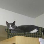 Smokey non era più lo stesso senza il suo padrone, poi ha ritrovato una vecchia camicia