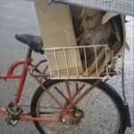 Un cane nel cestino della bici: sopra di lui, un ombrello e un riparo di cartone