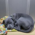 Svuotano la casa dopo la morte del proprietario, ma il cucciolo Milo resta: lo accoglie il vicino