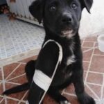 Dalla strada a una coperta: il piccolo ferito a una zampa trova qualcuno che si ferma