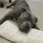 Un cuscino con gli orsetti per l’addio al pitbull che le era accanto dall’infanzia