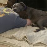 Il pitbull ha paura degli uomini: lui si siede a terra e alla terza sera il cane si avvicina