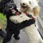 «Questi sorrisi sono per voi»: la dedica a chi accoglie gli animali che altri hanno lasciato soli
