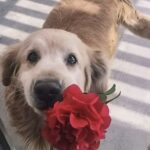 Una rosa per chi accoglie un cane: la dedica parte dalle carezze e arriva ai peli sul divano