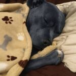 Il pitbull si rannicchia sotto le coperte: il momento di dolcezza che conosce chi vive con lui