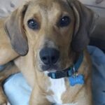 Jake viene rubato appena adottato: sette giorni dopo ricompare davanti a casa con diverse fratture