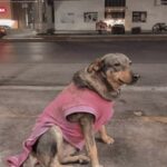 «Non rimproveratela, è del nostro team»: la taqueria prende posizione per la cagnolina Lola