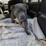 Perde il suo umano in un incidente: ora il cane cerca contatto appoggiando una zampa