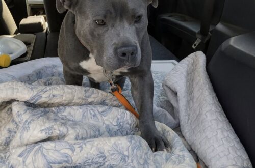 Perde il suo umano in un incidente: ora il cane cerca contatto appoggiando una zampa Accolto in affido dopo la perdita, guarda spesso verso la porta e si avvicina a chi gli sta accanto. Per lui si cerca una famiglia. Appoggia una zampa sulle persone che gli sono vicine. Lo fa con delicatezza, mentre attraversa giorni in cui tutto ciò che lo circonda è cambiato. Il cane ha perso il suo umano in un tragico incidente e ora viene accudito in affido. Il viaggio verso questa sistemazione avviene in silenzio, su un’auto diversa da quella a cui era abituato. Riposa sopra coperte nuove per lui. Chi lo accompagna osserva soprattutto la ricerca di contatto e l’attenzione rivolta alla porta, verso la quale continua a guardare. Fino all’incidente aveva una persona di riferimento, una casa e una routine. La perdita ha interrotto quella quotidianità, rendendo necessario trovare qualcuno che potesse occuparsi di lui. L’affido gli ha offerto un posto in cui essere accolto durante questo passaggio. Le persone che lo seguono interpretano il gesto della zampa come una richiesta di vicinanza. Gli restano accanto mentre si abitua a presenze e spazi diversi, senza sapere quanto tempo gli servirà per affrontare il cambiamento. Intanto è stato diffuso un appello per trovargli una famiglia definitiva. La richiesta nasce dalla necessità di dare continuità all’accoglienza cominciata dopo l’incidente, oltre la sistemazione temporanea. Non viene annunciata un’adozione già conclusa. Per ora il cane è con chi gli sta offrendo ospitalità e attenzioni. Continua a cercare le persone vicine, posando piano la zampa su di loro.