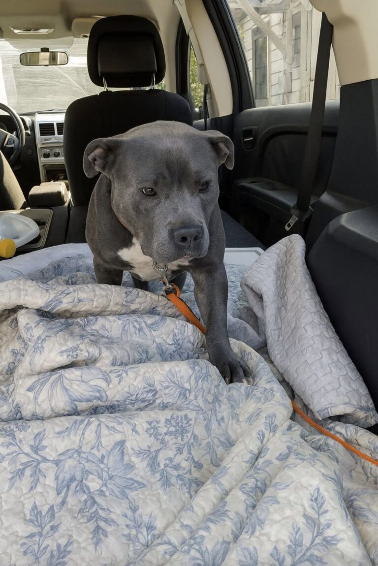 Perde il suo umano in un incidente: ora il cane cerca contatto appoggiando una zampa Accolto in affido dopo la perdita, guarda spesso verso la porta e si avvicina a chi gli sta accanto. Per lui si cerca una famiglia. Appoggia una zampa sulle persone che gli sono vicine. Lo fa con delicatezza, mentre attraversa giorni in cui tutto ciò che lo circonda è cambiato. Il cane ha perso il suo umano in un tragico incidente e ora viene accudito in affido. Il viaggio verso questa sistemazione avviene in silenzio, su un’auto diversa da quella a cui era abituato. Riposa sopra coperte nuove per lui. Chi lo accompagna osserva soprattutto la ricerca di contatto e l’attenzione rivolta alla porta, verso la quale continua a guardare. Fino all’incidente aveva una persona di riferimento, una casa e una routine. La perdita ha interrotto quella quotidianità, rendendo necessario trovare qualcuno che potesse occuparsi di lui. L’affido gli ha offerto un posto in cui essere accolto durante questo passaggio. Le persone che lo seguono interpretano il gesto della zampa come una richiesta di vicinanza. Gli restano accanto mentre si abitua a presenze e spazi diversi, senza sapere quanto tempo gli servirà per affrontare il cambiamento. Intanto è stato diffuso un appello per trovargli una famiglia definitiva. La richiesta nasce dalla necessità di dare continuità all’accoglienza cominciata dopo l’incidente, oltre la sistemazione temporanea. Non viene annunciata un’adozione già conclusa. Per ora il cane è con chi gli sta offrendo ospitalità e attenzioni. Continua a cercare le persone vicine, posando piano la zampa su di loro.