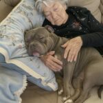 Compra un letto ortopedico al pitbull e le figlie non le parlano più: il nipote racconta perché lo ha fatto