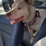 Portano al rifugio le cose di Duke: il giorno dopo un altro pitbull indossa il suo collare