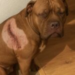 Cieco e ferito, il pitbull aspetta una carezza: prima correva e giocava con la sua famiglia