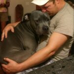 Kano muore tra le braccia del suo umano: ora il collare del pitbull è al suo polso