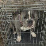 American Bully lasciata in gabbia fuori dal rifugio: le telecamere hanno ripreso l’abbandono