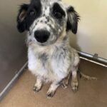 Mipha non abbaia quando qualcuno entra: la cagnolina dal pelo arruffato aspetta una famiglia