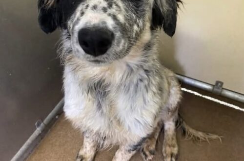 Mipha non abbaia quando qualcuno entra: la cagnolina dal pelo arruffato aspetta una famiglia Resta in silenzio e guarda chi arriva. Per lei si cerca una persona pronta ad accoglierla con pazienza e a darle una casa. Quando qualcuno entra nella stanza, Mipha non abbaia. Guarda la persona appena arrivata, con gli occhi grandi e le zampette tremanti. Il suo pelo è un po’ arruffato. Sono questi i dettagli con cui viene presentata mentre aspetta una famiglia. Il primo incontro con lei comincia così, senza un richiamo. Chi arriva trova una cagnolina silenziosa che rivolge lo sguardo verso di sé. L’appello per la sua adozione parte proprio da quel momento: dalla possibilità che qualcuno si fermi a conoscerla. Del suo passato non vengono raccontati episodi precisi. Il tremore viene descritto, ma non ci sono informazioni sufficienti per ricostruire ciò che abbia vissuto. La richiesta riguarda soprattutto il suo futuro e la possibilità di lasciare il luogo in cui si trova per entrare in una casa. Per Mipha si cerca una persona paziente, disposta ad accoglierla e a dedicarle attenzione. Chi la presenta insiste sulla delicatezza del suo modo di stare davanti agli altri e desidera che quella presenza discreta venga notata. Le domande immaginate nell’appello esprimono la speranza di chi cerca una famiglia per lei. Mipha, intanto, resta la cagnolina che guarda in silenzio chi entra nella stanza. Non è ancora annunciato un incontro con un possibile adottante, né una partenza verso casa. La sua attesa continua: ha un nome, Mipha, e un appello aperto per trovare qualcuno che la accolga.