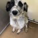 Mipha non abbaia quando qualcuno entra: la cagnolina dal pelo arruffato aspetta una famiglia Resta in silenzio e guarda chi arriva. Per lei si cerca una persona pronta ad accoglierla con pazienza e a darle una casa. Quando qualcuno entra nella stanza, Mipha non abbaia. Guarda la persona appena arrivata, con gli occhi grandi e le zampette tremanti. Il suo pelo è un po’ arruffato. Sono questi i dettagli con cui viene presentata mentre aspetta una famiglia. Il primo incontro con lei comincia così, senza un richiamo. Chi arriva trova una cagnolina silenziosa che rivolge lo sguardo verso di sé. L’appello per la sua adozione parte proprio da quel momento: dalla possibilità che qualcuno si fermi a conoscerla. Del suo passato non vengono raccontati episodi precisi. Il tremore viene descritto, ma non ci sono informazioni sufficienti per ricostruire ciò che abbia vissuto. La richiesta riguarda soprattutto il suo futuro e la possibilità di lasciare il luogo in cui si trova per entrare in una casa. Per Mipha si cerca una persona paziente, disposta ad accoglierla e a dedicarle attenzione. Chi la presenta insiste sulla delicatezza del suo modo di stare davanti agli altri e desidera che quella presenza discreta venga notata. Le domande immaginate nell’appello esprimono la speranza di chi cerca una famiglia per lei. Mipha, intanto, resta la cagnolina che guarda in silenzio chi entra nella stanza. Non è ancora annunciato un incontro con un possibile adottante, né una partenza verso casa. La sua attesa continua: ha un nome, Mipha, e un appello aperto per trovare qualcuno che la accolga.