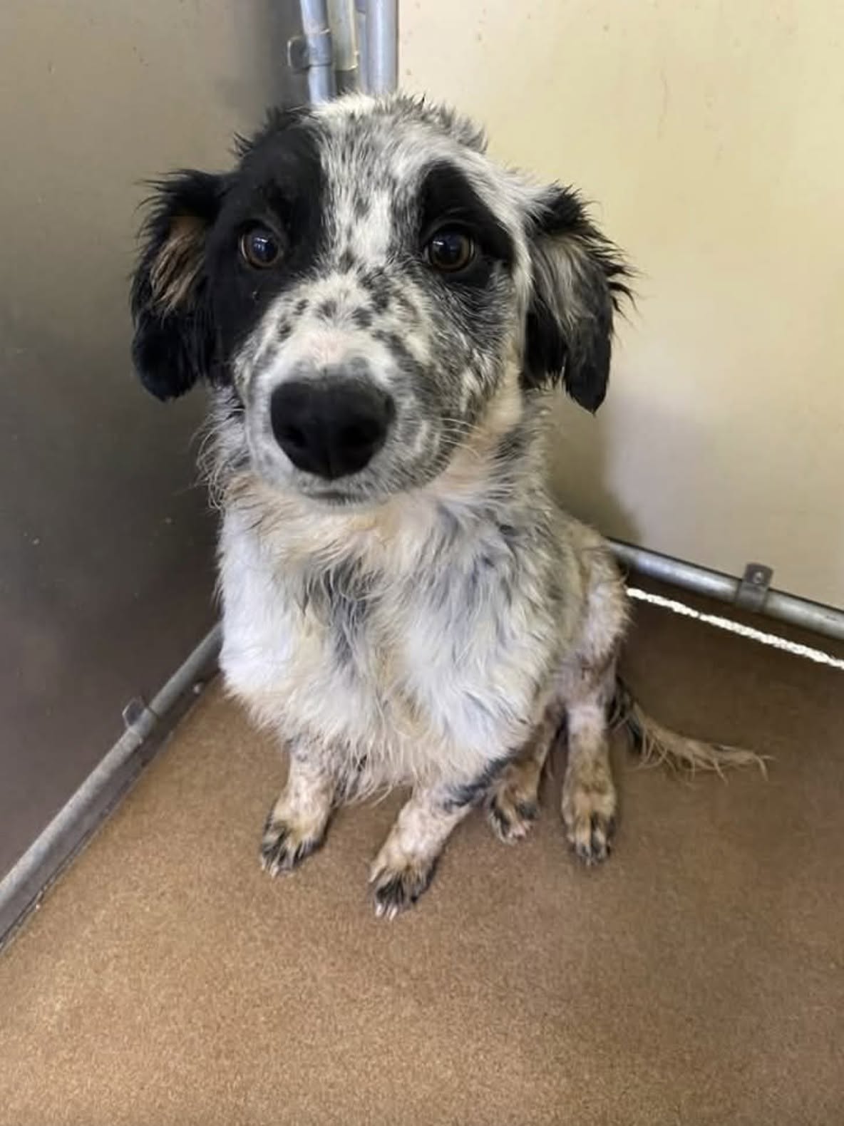 Mipha non abbaia quando qualcuno entra: la cagnolina dal pelo arruffato aspetta una famiglia Resta in silenzio e guarda chi arriva. Per lei si cerca una persona pronta ad accoglierla con pazienza e a darle una casa. Quando qualcuno entra nella stanza, Mipha non abbaia. Guarda la persona appena arrivata, con gli occhi grandi e le zampette tremanti. Il suo pelo è un po’ arruffato. Sono questi i dettagli con cui viene presentata mentre aspetta una famiglia. Il primo incontro con lei comincia così, senza un richiamo. Chi arriva trova una cagnolina silenziosa che rivolge lo sguardo verso di sé. L’appello per la sua adozione parte proprio da quel momento: dalla possibilità che qualcuno si fermi a conoscerla. Del suo passato non vengono raccontati episodi precisi. Il tremore viene descritto, ma non ci sono informazioni sufficienti per ricostruire ciò che abbia vissuto. La richiesta riguarda soprattutto il suo futuro e la possibilità di lasciare il luogo in cui si trova per entrare in una casa. Per Mipha si cerca una persona paziente, disposta ad accoglierla e a dedicarle attenzione. Chi la presenta insiste sulla delicatezza del suo modo di stare davanti agli altri e desidera che quella presenza discreta venga notata. Le domande immaginate nell’appello esprimono la speranza di chi cerca una famiglia per lei. Mipha, intanto, resta la cagnolina che guarda in silenzio chi entra nella stanza. Non è ancora annunciato un incontro con un possibile adottante, né una partenza verso casa. La sua attesa continua: ha un nome, Mipha, e un appello aperto per trovare qualcuno che la accolga.