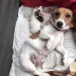 Accolgono una cagnolina trovata per strada: poche settimane dopo, accanto a lei ci sono due cuccioli