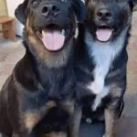 Dopo Blade e JD aveva detto «mai più un cane»: poi ha visto i fratellini Jack e Duke