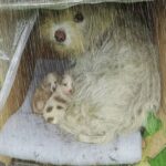 Si nasconde tra i rami con i suoi cuccioli mentre arriva il temporale: qualcuno li trova