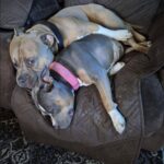 La mamma muore investita, due cuccioli di pitbull restano soli a due settimane