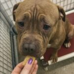 Da 40 giorni nessuno lo sceglie: poi il pitbull accetta finalmente un bocconcino