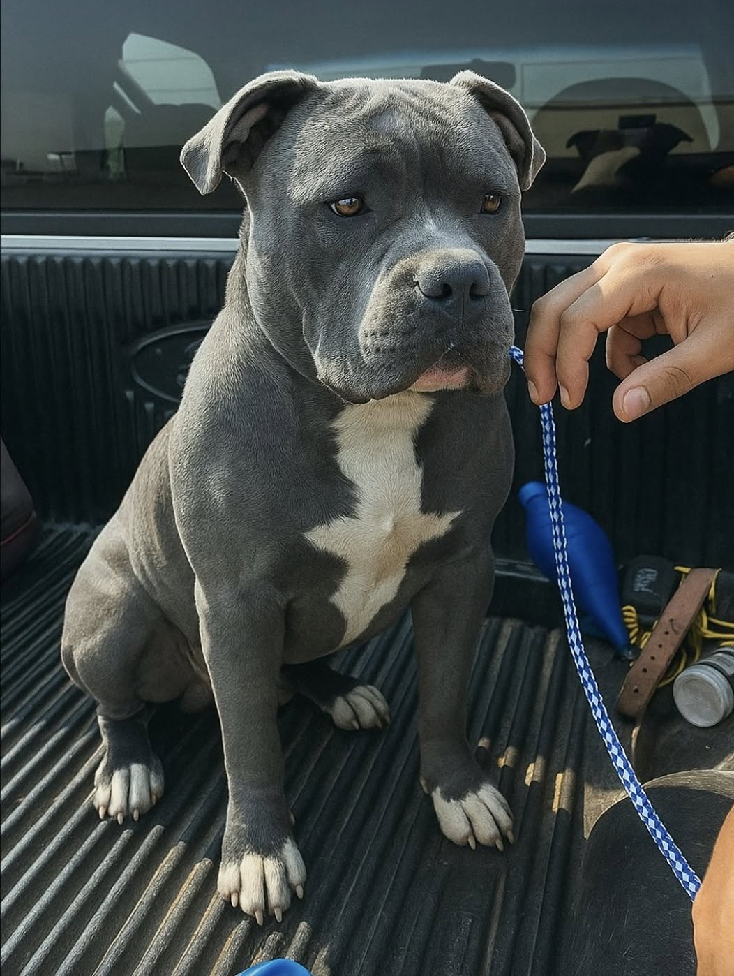 Il cane dal mantello grigio aveva trascorso oltre sei mesi nel rifugio. Dopo tante famiglie passate senza sceglierlo, ha finalmente lasciato il canile.