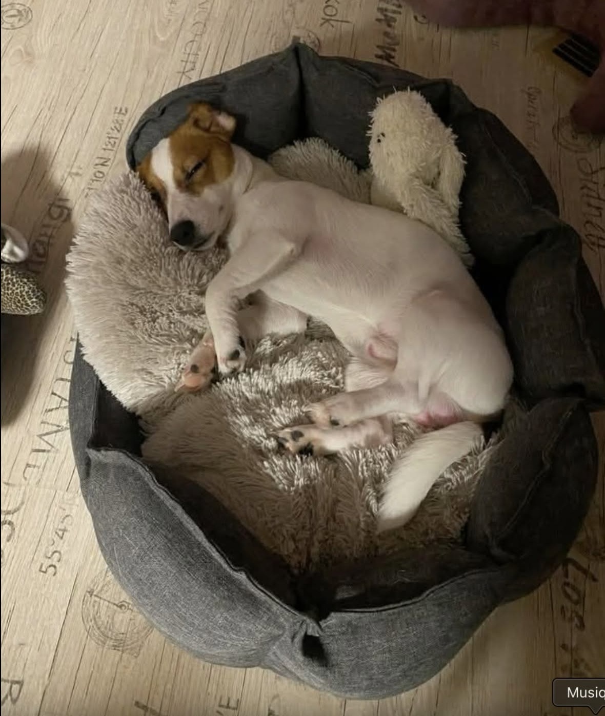 Dopo il freddo, la fame e la paura, il cane trascorre finalmente la prima notte in una casa vera, lontano dalla strada e dalle gabbie.