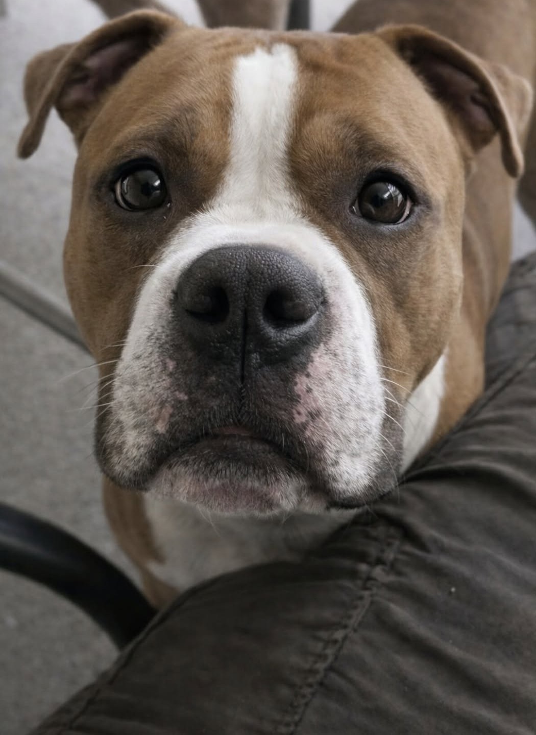 I proprietari si erano trasferiti senza portarlo con loro. Il Pit Bull aveva soltanto crocchette e acqua piovana, finché un vicino ha deciso di intervenire.