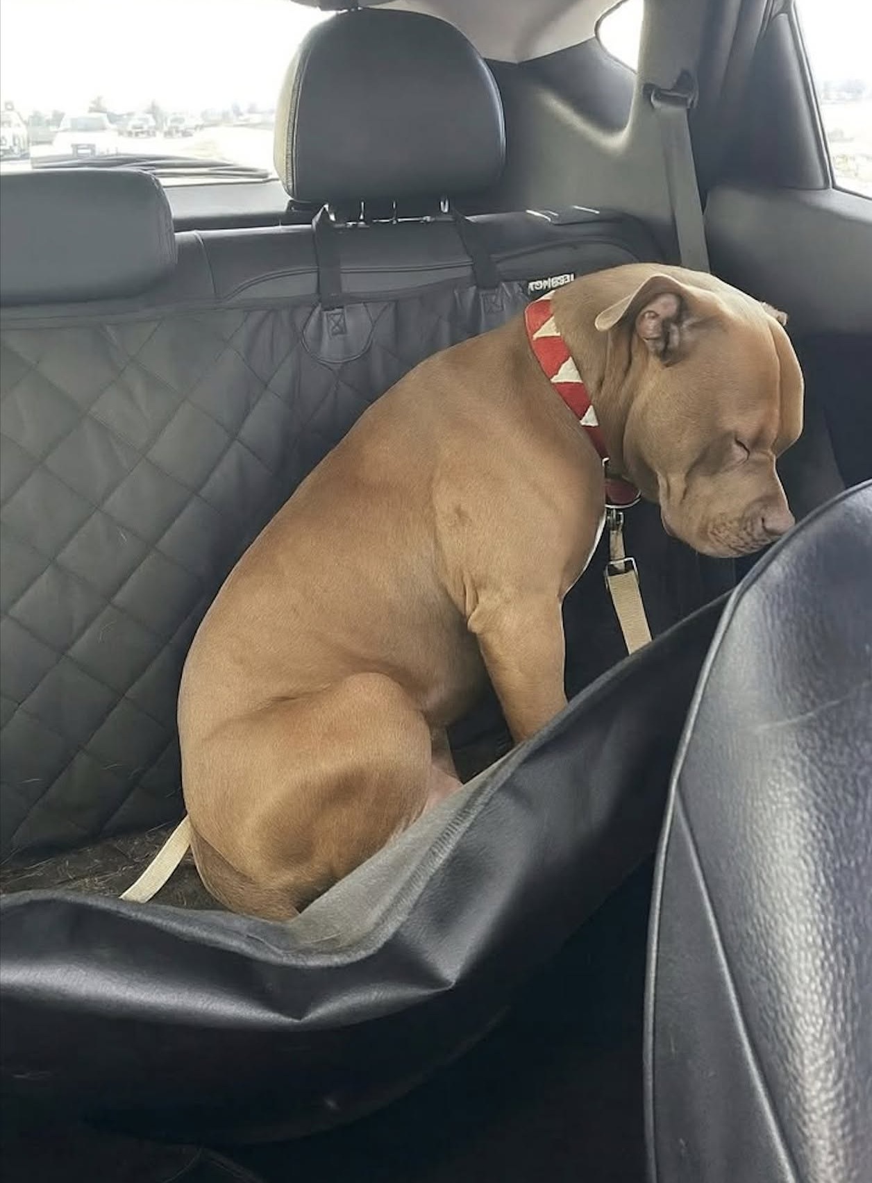 Un pitbull maltrattato lascia il rifugio e sale in auto: per la prima volta lo aspetta una famiglia Il cane era stato tenuto legato e trattato duramente. Ora viaggia verso una nuova casa, ancora spaventato dai rumori e dai movimenti improvvisi. Un pitbull dal passato difficile viaggia rannicchiato sul sedile posteriore di un'automobile, senza sapere che quella volta la sua destinazione sarà una casa. Il cane è stato accolto da una donna che ha deciso di offrirgli una nuova vita, lontano dalle condizioni in cui aveva vissuto fino a quel momento. Per molto tempo era stato utilizzato come cane da guardia, tenuto legato e sottoposto a urla e comportamenti violenti. Quelle esperienze hanno lasciato conseguenze evidenti nel suo modo di reagire alle persone. Anche quando qualcuno gli si avvicina con delicatezza, il pitbull tende a sobbalzare, mentre rumori e movimenti improvvisi continuano a spaventarlo. Durante il viaggio rimane raccolto su se stesso, con gli occhi stanchi e il corpo rigido. La donna al volante lo sta accompagnando verso un'abitazione dove potrà avere uno spazio tutto suo, un cortile in cui muoversi e un letto morbido su cui riposare. Ad aspettarlo ci saranno anche giochi e una persona disposta a rispettare i suoi tempi, senza pretendere che dimentichi immediatamente ciò che ha vissuto. La nuova proprietaria spera che, attraverso una quotidianità tranquilla, il cane possa gradualmente imparare a fidarsi. Per il momento, però, il pitbull è ancora sul sedile posteriore. Ogni rumore può farlo sussultare e ogni movimento inatteso lo mette in allerta. La donna continua a guidare verso casa, dove ha già preparato ciò che servirà per accoglierlo.