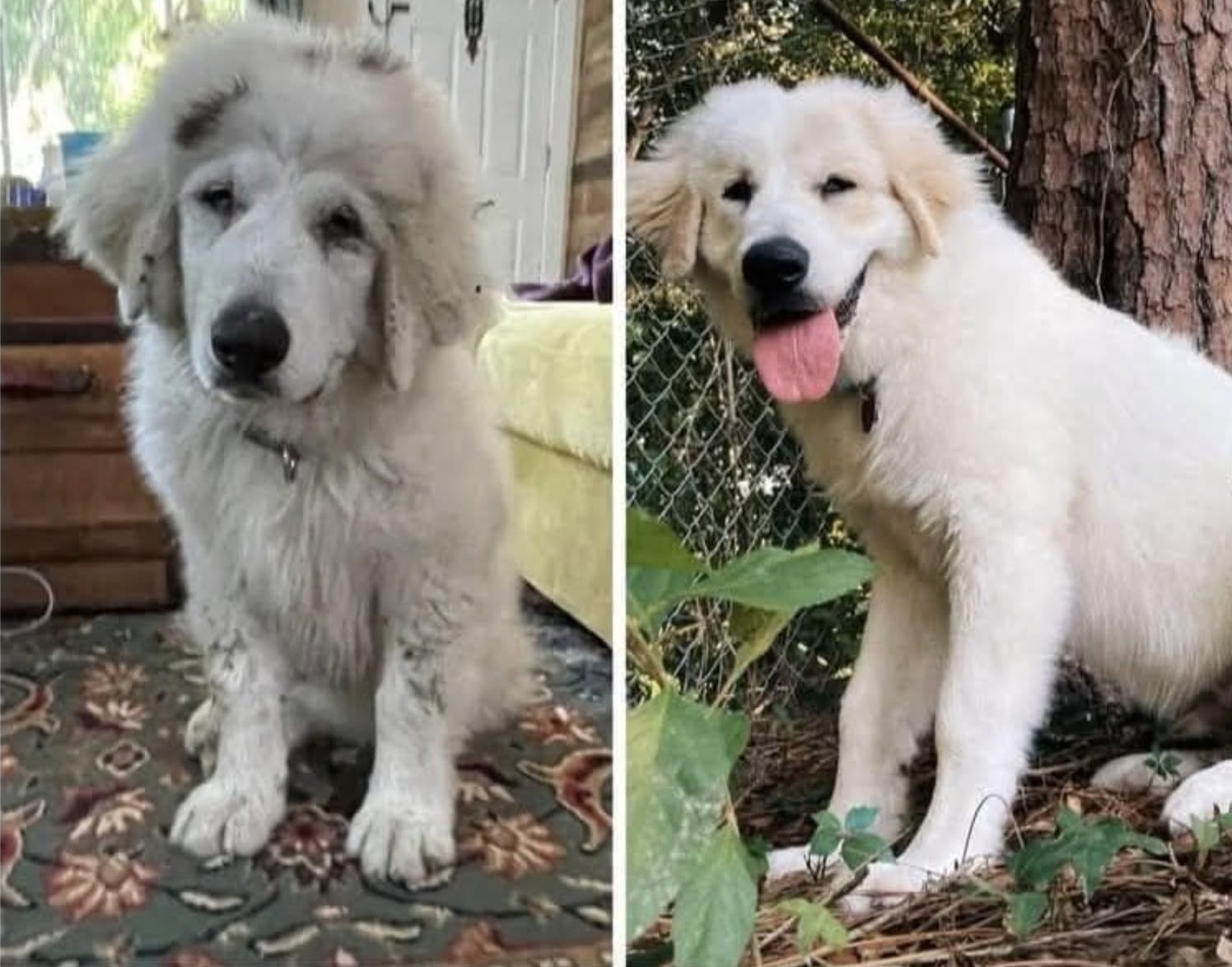Magro, sporco e spaventato, il cane era stato visto per mesi vicino a un cortile. Dopo essere scomparso, è stato ritrovato lungo una strada. Per diverso tempo Benny era rimasto legato all'esterno, vicino al cortile di un'abitazione, esposto al freddo e alle intemperie. Era un cagnolino magrissimo, con il pelo rado e poco cibo a disposizione. Una persona che abitava nelle vicinanze aveva cominciato a notarlo circa tre mesi prima, osservando con preoccupazione le sue condizioni. Poi, improvvisamente, il piccolo è scomparso. Per alcuni giorni non c'è stata più traccia di lui, finché la stessa persona non lo ha ritrovato sul ciglio di una strada. Benny zoppicava, era sporco, tremava e appariva molto spaventato. Convinta che fosse stato abbandonato, ha deciso di intervenire. Lo ha preso in braccio, avvolto nel proprio cappotto e portato a casa, dove ha cominciato a occuparsi di lui. I primi tempi non sono stati facili. Benny sobbalzava ai rumori improvvisi e sembrava non sapere come comportarsi davanti a un giocattolo. Aveva bisogno di abituarsi a un ambiente diverso e alla presenza delle persone che avevano deciso di accoglierlo. Con il passare delle settimane, grazie al cibo e alle attenzioni quotidiane, il suo comportamento è cambiato. Ha iniziato a scodinzolare più spesso, a cercare il contatto e a mostrare un carattere affettuoso e vivace. La famiglia ha scelto di chiamarlo Benny e oggi lo descrive come un cane buffo, intelligente e particolarmente dolce. Ha anche trovato il suo angolo preferito sul divano, dove ama dormire raggomitolato, al caldo, vicino alle persone che si prendono cura di lui.