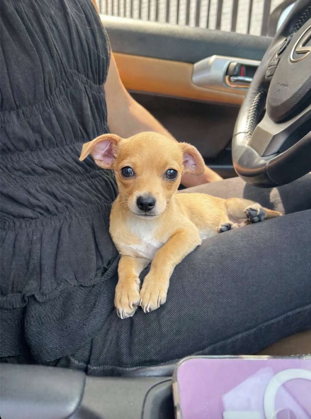 Petunia tremava sotto una macchina quando una persona l'ha notata durante una commissione di lavoro. Dopo il controllo veterinario, ha trovato una famiglia.