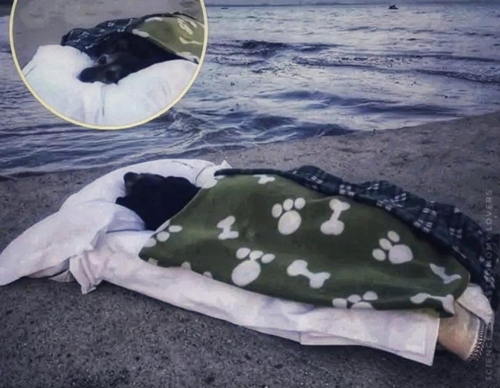 Greta è gravemente malata, Piero la porta un'ultima volta al mare: il gesto per la sua cagnolina La cagnolina non riusciva più a camminare e aveva poco tempo da vivere. Il proprietario ha voluto riportarla sulla spiaggia che tanto amava. Piero Temperato sapeva che la sua amata cagnolina Greta era gravemente malata e che, secondo i veterinari, le restava poco tempo da vivere. Per questo ha deciso di accompagnarla ancora una volta al mare, nel luogo in cui aveva trascorso tanti momenti felici. Greta era ormai molto debole e non riusciva più a camminare autonomamente. Piero l'ha quindi trasportata fino alla spiaggia, adagiandola delicatamente sulla sabbia. Le ha sistemato un cuscino sotto la testa e l'ha coperta con una coperta, affinché potesse rimanere comoda mentre davanti a lei si estendeva il mare. Per la cagnolina, che aveva trascorso molti anni della sua vita in un rifugio prima di trovare una famiglia, quella spiaggia era un luogo familiare, dove in passato aveva potuto correre e giocare. Piero ha condiviso le immagini di quel momento, accompagnandole con parole dedicate alla sua compagna. Ha spiegato di aver voluto regalarle ancora una volta la possibilità di vedere il mare, nonostante le sue condizioni. Il gesto risale a quando Greta era ormai gravemente malata, ma non coincise con la sua morte. Contrariamente alle previsioni iniziali, la cagnolina riuscì a vivere ancora a lungo accanto alla famiglia, prima della sua scomparsa. Rimane l'immagine di Greta distesa sulla spiaggia, con la testa appoggiata al cuscino e il corpo protetto dalla coperta, mentre Piero le permette di ritrovare ancora una volta il mare che amava.