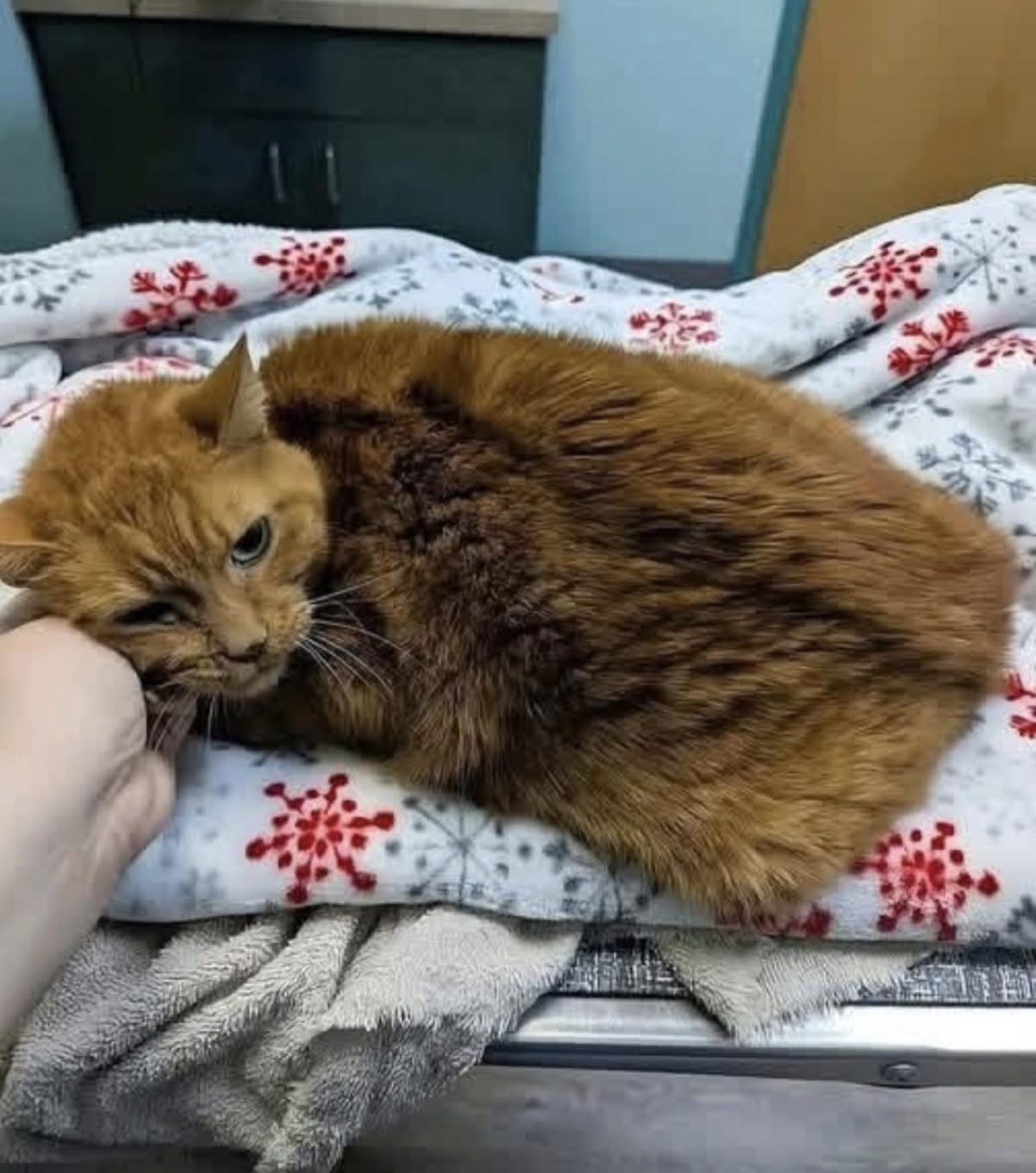 Ritrova i proprietari di un gatto anziano, ma loro non lo vogliono più: «È troppo vecchio»