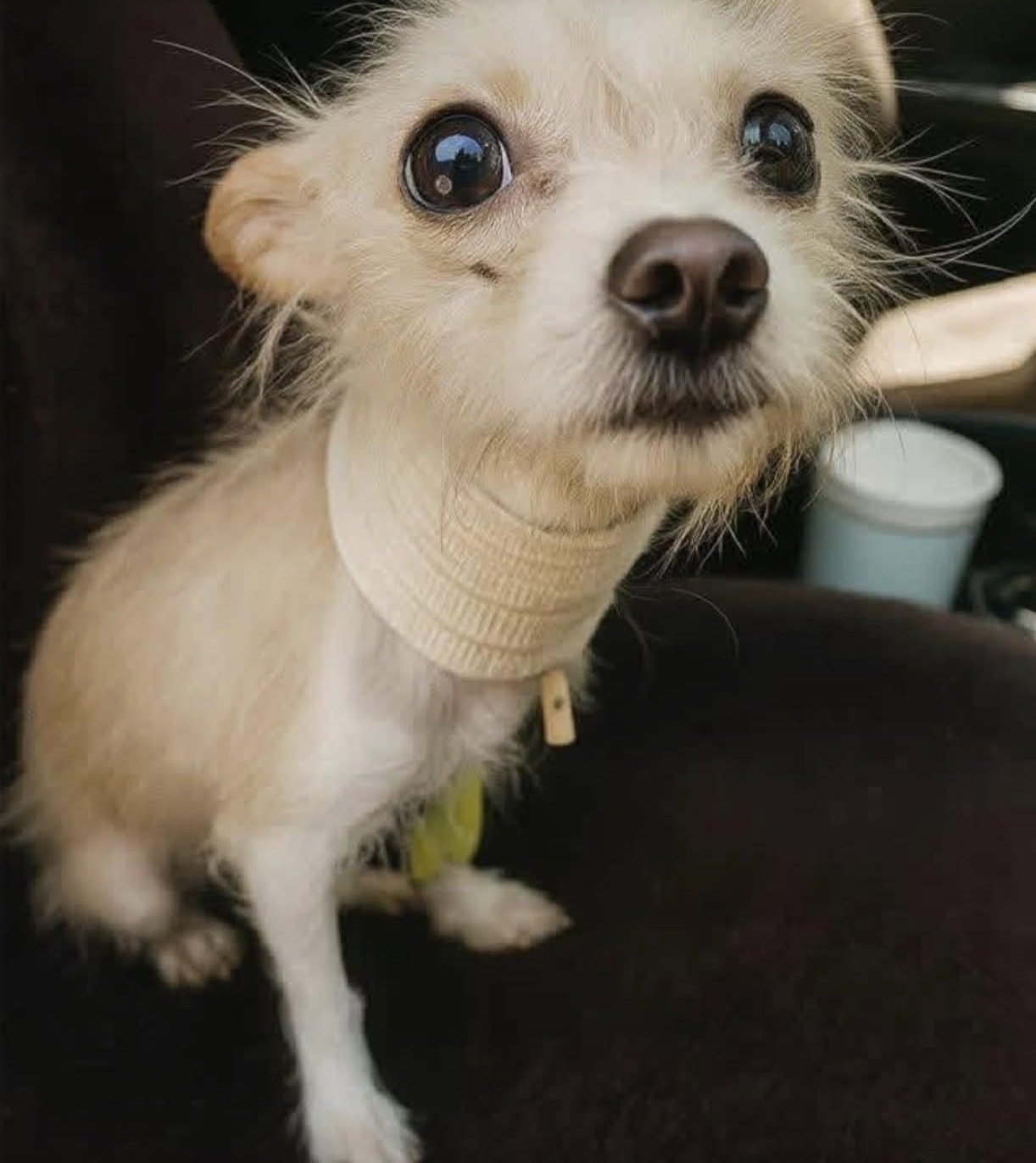 Autumn trovata legata sotto il lavandino di un bagno: era rimasta prigioniera per settimane La cagnolina era stata lasciata al buio, con una ciotola di cereali e una corda intorno al collo. Quando l'hanno trovata era allo stremo. Autumn è stata trovata legata sotto il lavandino di un bagno, dopo aver trascorso settimane in uno spazio angusto, senza luce e senza un riparo adeguato dal freddo. La cagnolina era stata lasciata in quelle condizioni con soltanto una ciotola di cereali, impossibilitata ad allontanarsi a causa della corda che la teneva prigioniera. Quando è stata finalmente scoperta, le sue condizioni erano estremamente preoccupanti. Il collo presentava segni evidenti lasciati dalla corda e il corpo era così debilitato da mostrare le conseguenze della lunga permanenza in quello spazio ristretto. Autumn era molto debole e non riusciva quasi a farsi sentire. Dopo settimane trascorse sotto il lavandino, il ritrovamento ha rappresentato la possibilità di essere finalmente liberata da quella situazione. La cagnolina è stata portata via dal luogo in cui era rimasta confinata, ma le difficoltà non sono scomparse immediatamente. Anche dopo il recupero continua a mostrarsi silenziosa e fragile, con un atteggiamento particolarmente riservato. Le condizioni in cui è stata trovata rendono evidente la gravità della trascuratezza subita. Il piccolo spazio sotto il lavandino, la corda stretta intorno al collo e la ciotola di cereali erano tutto ciò che aveva avuto a disposizione durante quelle settimane. Autumn, intanto, si trova fuori da quel bagno. Rimane ancora molto quieta e debilitata, mentre affronta i primi momenti lontano dal luogo in cui era stata tenuta legata.