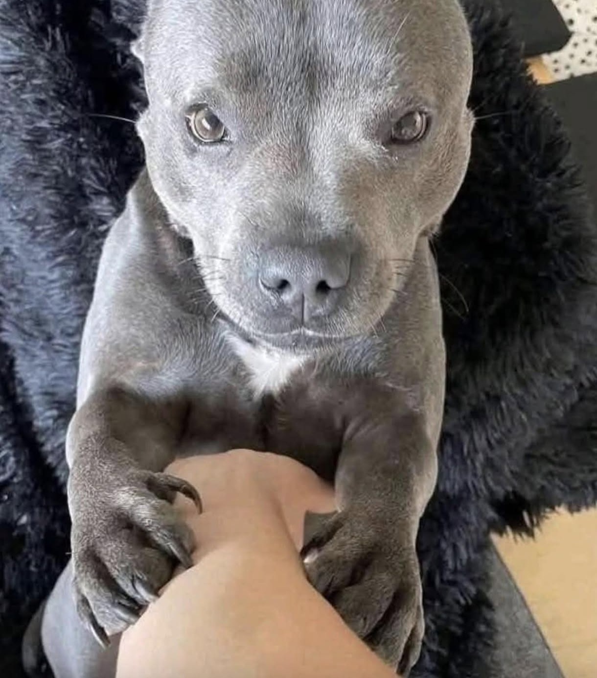 Dopo aver visto tanti altri cani essere adottati, Max ha finalmente trovato casa. Con piccoli gesti cerca il contatto con chi lo ha accolto.