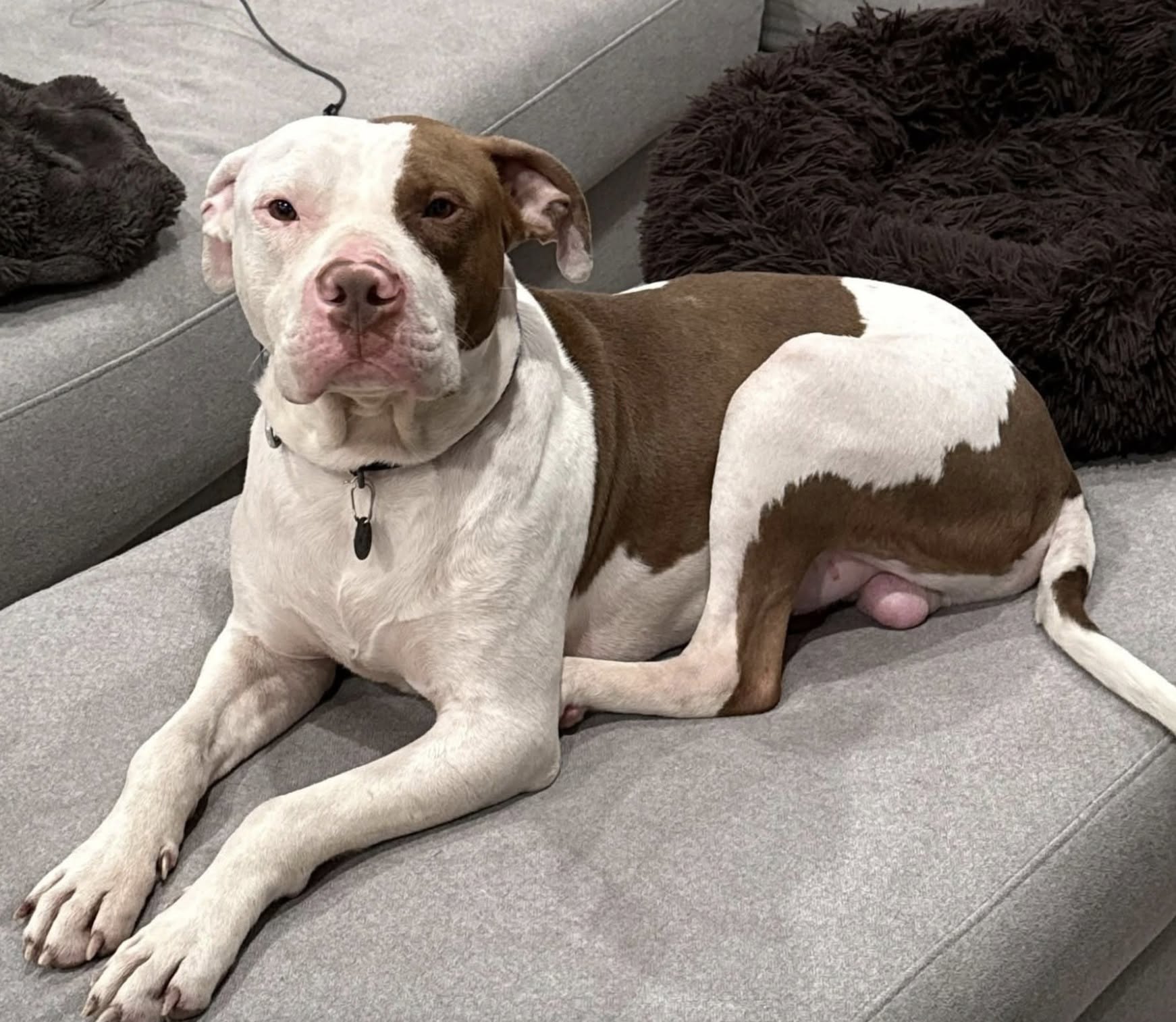 Trova un Pitbull solo in centro, nessuno vuole occuparsene: lo porta a casa e se ne innamora La donna aveva chiesto aiuto al canile e alla polizia, senza ottenere un intervento. Ora accudisce il cane e vorrebbe tenerlo con sé. Stava passeggiando per le strade del centro quando ha notato un gruppo di persone radunate attorno a un cane. Nessuno sembrava disposto a occuparsene e così una donna ha deciso di fermarsi, cercando qualcuno che potesse prendere in carico l'animale. Ha atteso per un'ora l'arrivo del servizio di recupero, senza ottenere risultati. A quel punto ha fermato anche un poliziotto, chiedendogli come comportarsi. La risposta, però, non è stata quella che sperava. «Sì, il canile non verrà perché sta bene», le avrebbe spiegato l'agente. La donna si è trovata davanti a una scelta: lasciare il cane dov'era oppure portarlo con sé. Ha deciso di accoglierlo nella propria abitazione, cominciando contemporaneamente a seguire la procedura prevista per cercare il proprietario. Nella contea in cui vive, infatti, è richiesto un periodo di 14 giorni dedicato ai tentativi di rintracciare la famiglia dell'animale, prima di poter avviare una richiesta di ricollocamento attraverso il rifugio. Nel frattempo, il Pitbull ha conquistato completamente la sua nuova ospite. La donna ha già iniziato a occuparsi delle vaccinazioni e ha programmato la sterilizzazione per la settimana successiva. Ma è soprattutto il carattere del cane ad averla sorpresa. È affettuosissimo, cerca continuamente il contatto e ama dormire sulle sue ginocchia, cercando di starle il più vicino possibile. La donna, che racconta di essersi innamorata di lui, spera di poter continuare a occuparsene anche dopo il periodo previsto per la ricerca del proprietario.