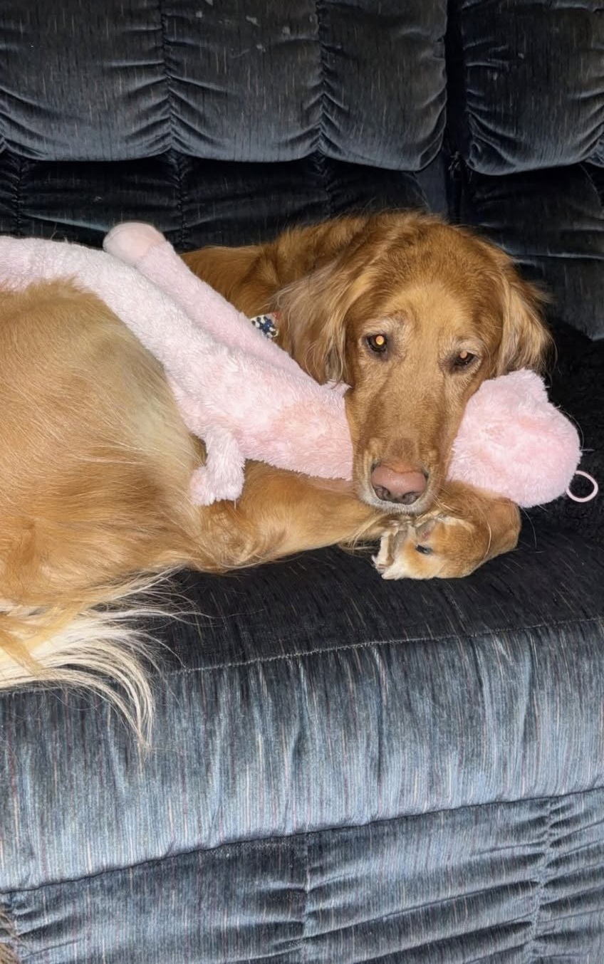 Arrivato in casa con il fidanzato della donna, il cane ha iniziato ad avvertirla prima dei cali di glicemia, cercando di non lasciarla sola.