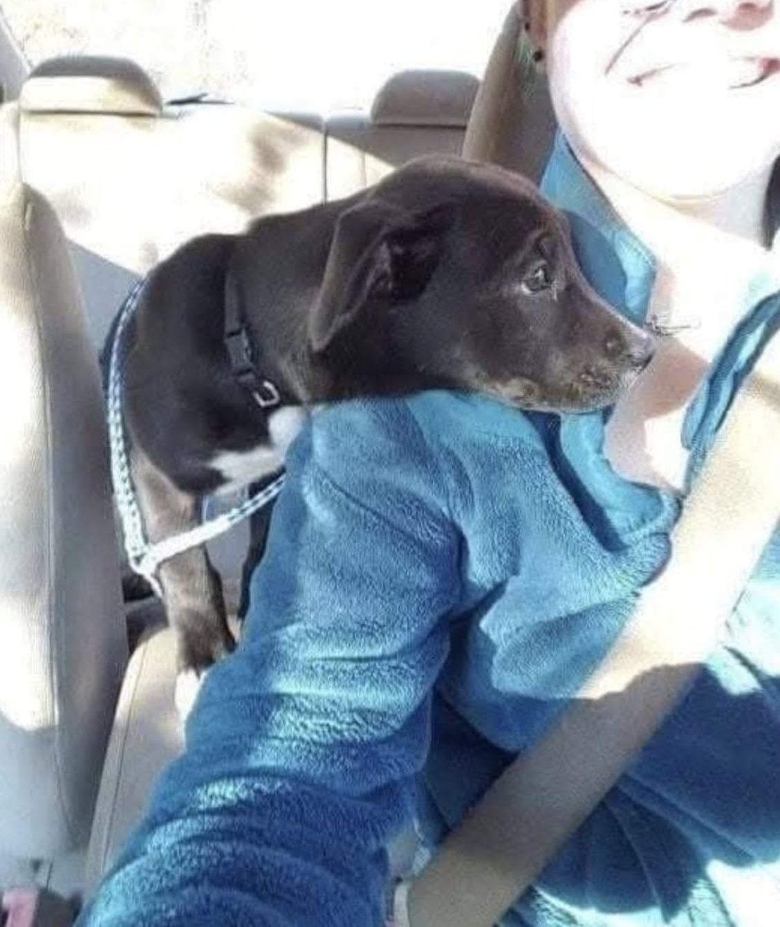 Appena lasciato il canile, la piccola si sistema tranquilla in auto e osserva il paesaggio dal finestrino. Per lei comincia una nuova vita.