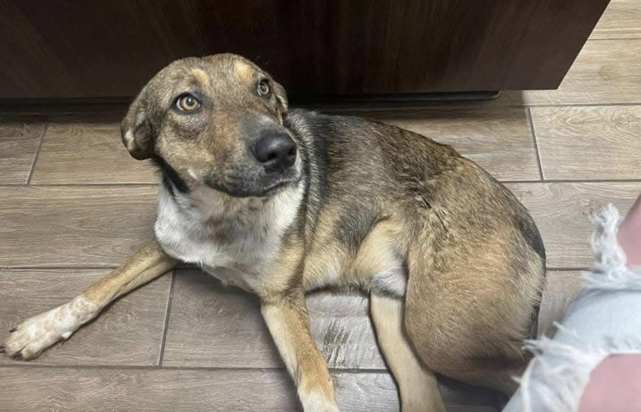 Ha appena 7-8 mesi ed è stato avvistato per ore vicino all'autostrada. Un allevatore lo ha soccorso e portato dal veterinario.