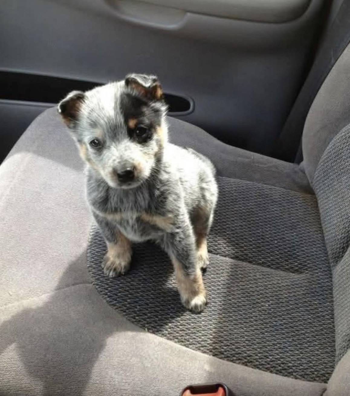 Piccolo e immobile mentre le auto continuavano a passare, il cagnolino ha trovato finalmente due braccia pronte ad accoglierlo.