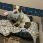 Buddy aveva soltanto un elefante di peluche: ora è al sicuro, ma piange se glielo portano via